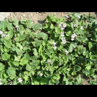 Erodium Pelargoniflorum (fam. Geraniacees) (Asie occidentale & Centrale) (01)